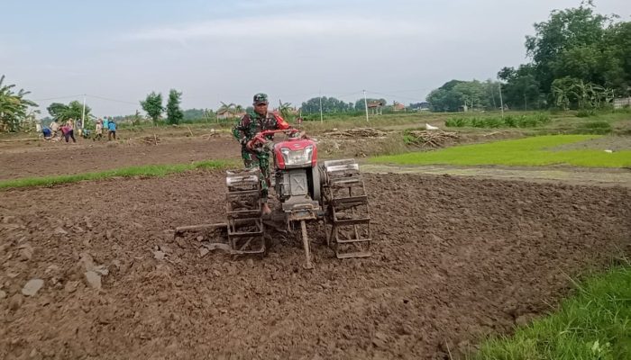 Dukung Ketahanan Pangan, Babinsa Ikut Membajak Sawah Warga