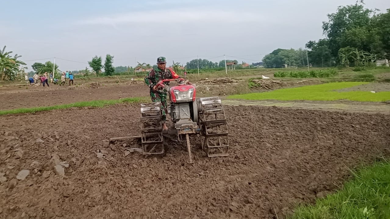 Dukung Ketahanan Pangan, Babinsa Ikut Membajak Sawah Warga