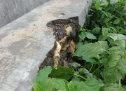 P3TGAI Tahap I 2025 Rp195 Juta Sudah Hancur, Bau Korupsi Menguat di Pamolokan