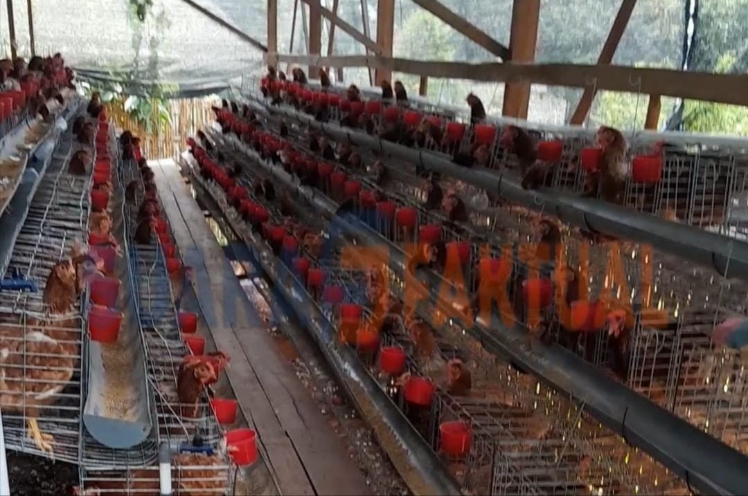 Anggaran Rp319 Juta, Realisasi 500 Ekor Ayam: Program Peternakan Desa Pamolokan Dipertanyakan