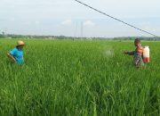 Babinsa Proppo Turun Tangan, Semprot Hama Demi Selamatkan Padi Petani