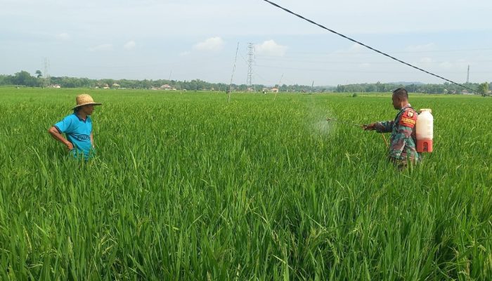 Babinsa Proppo Turun Tangan, Semprot Hama Demi Selamatkan Padi Petani