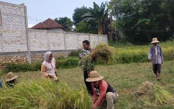 Babinsa Palengaan Turun Sawah, Dampingi Petani Panen di Banyupelle