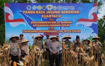 Polres Pamekasan Turun ke Sawah, Panen Jagung Bareng Petani Demi Jaga Ketahanan Pangan