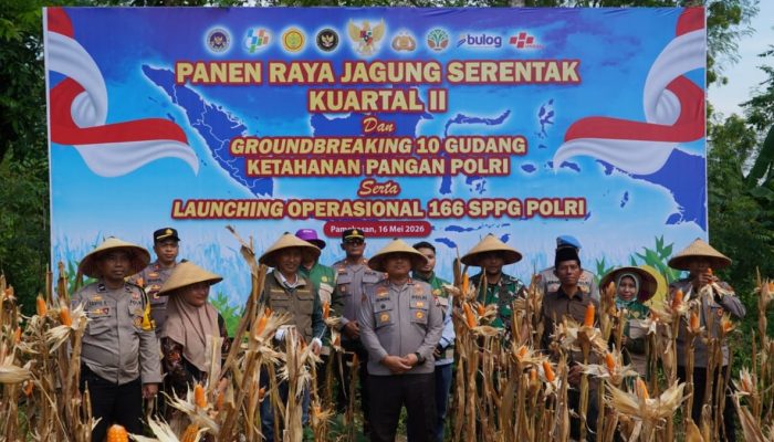 Polres Pamekasan Turun ke Sawah, Panen Jagung Bareng Petani Demi Jaga Ketahanan Pangan
