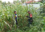 Babinsa Dampingi Petani Jagung, Perkuat Ketahanan Pangan di Pegantenan