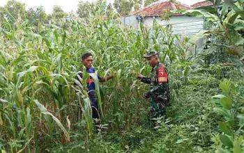 Babinsa Dampingi Petani Jagung, Perkuat Ketahanan Pangan di Pegantenan