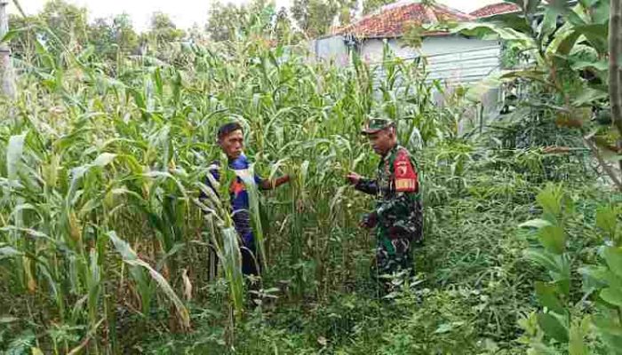Babinsa Dampingi Petani Jagung, Perkuat Ketahanan Pangan di Pegantenan