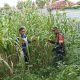 Babinsa Dampingi Petani Jagung, Perkuat Ketahanan Pangan di Pegantenan