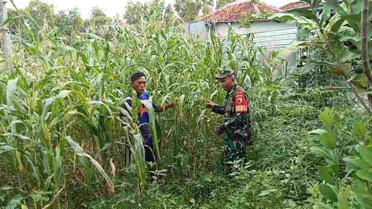 Babinsa Dampingi Petani Jagung, Perkuat Ketahanan Pangan di Pegantenan