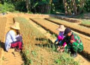 Babinsa Turun ke Lahan, Perawatan Bawang Merah Diperketat Demi Hasil Panen Maksimal