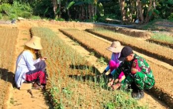 Babinsa Turun ke Lahan, Perawatan Bawang Merah Diperketat Demi Hasil Panen Maksimal