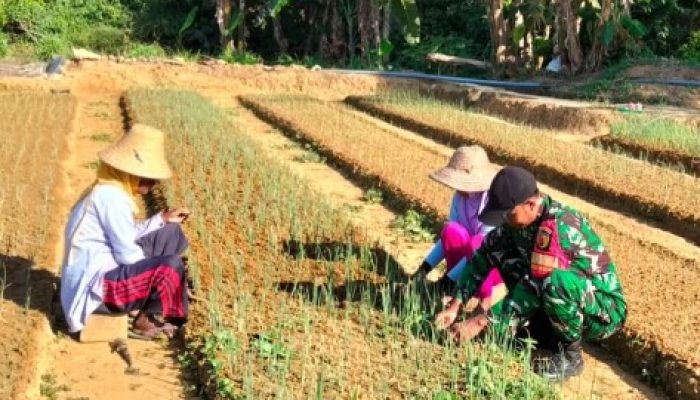 Babinsa Turun ke Lahan, Perawatan Bawang Merah Diperketat Demi Hasil Panen Maksimal