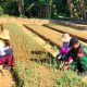 Babinsa Turun ke Lahan, Perawatan Bawang Merah Diperketat Demi Hasil Panen Maksimal