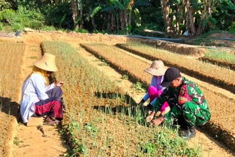 Babinsa Turun ke Lahan, Perawatan Bawang Merah Diperketat Demi Hasil Panen Maksimal